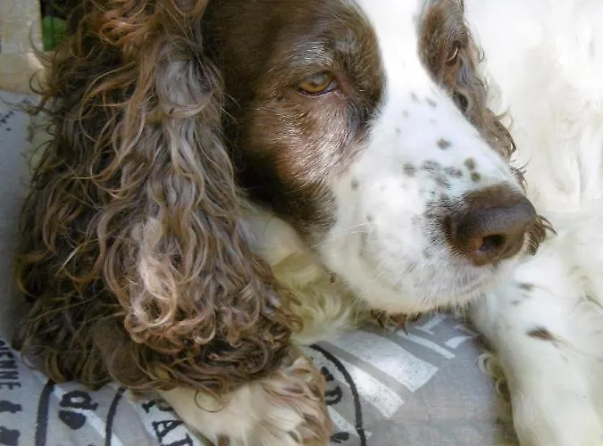 Nocleg ze śniadaniem La Bicyclette Bleue